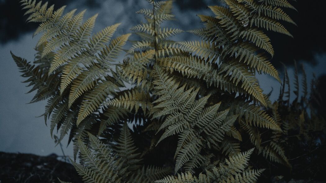 蕨类植物之美，绿色野生自然风光，4K高清壁纸3840x2160下载