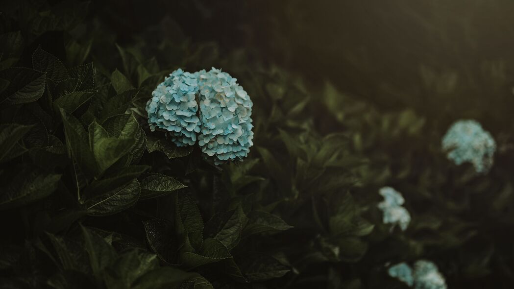 绣球花蓝色花序灌木植物，4K高清壁纸下载（3840x2160）