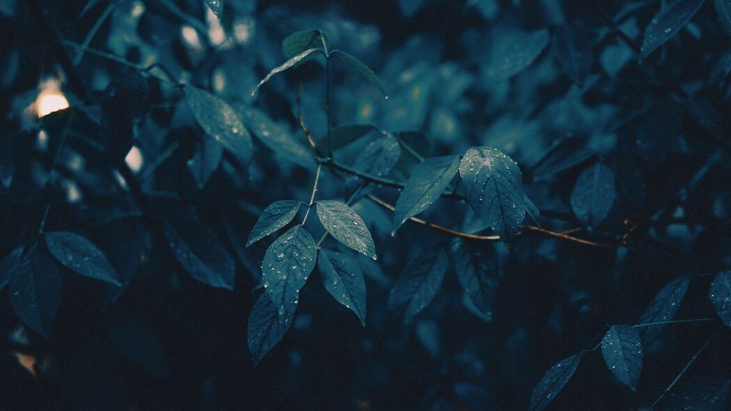 树叶树枝润雨情，高清4K壁纸3840x2160，水滴晶莹美如画