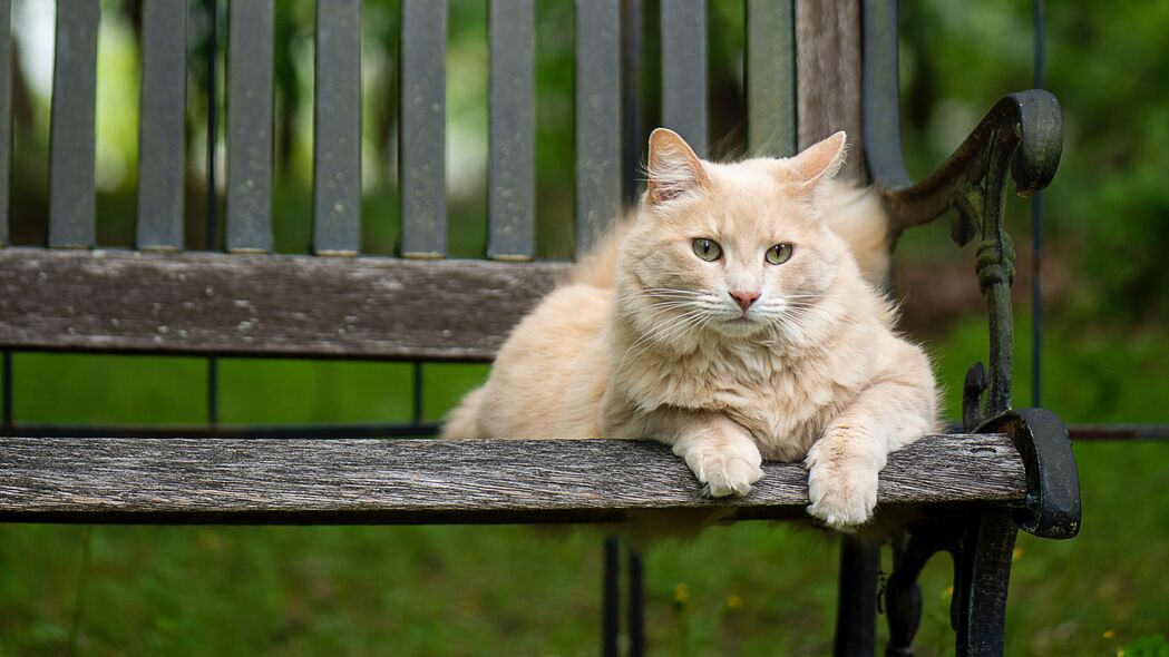 猫之温柔，毛茸茸小伙伴的惬意长椅时光，精选4K高清动物壁纸（3840x2160）免费下载