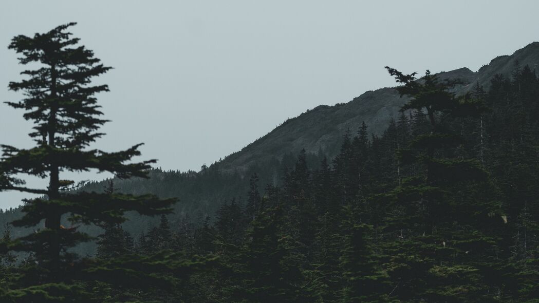 森林山脉树木4K深色高清壁纸，针叶风情，3840x2160超清下载