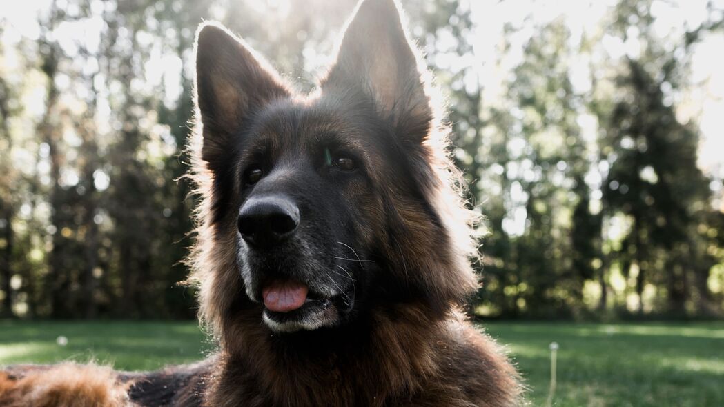 德国牧羊犬高清壁纸，舌头突出萌态尽显，3840x2160 4K动物图片下载