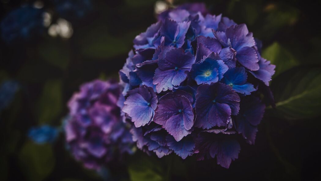 绣球花紫色花序之美，高清4K宏观壁纸，3840x2160分辨率下载