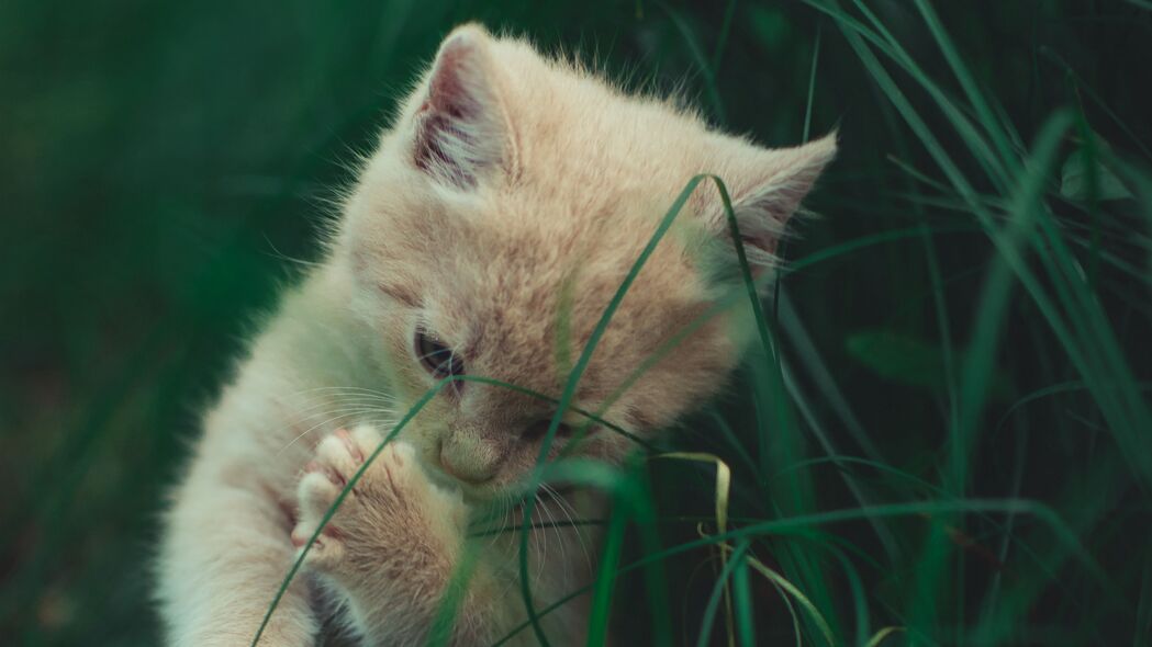 小猫顽皮可爱，猫草相伴，精选4K高清壁纸（3840x2160）免费下载