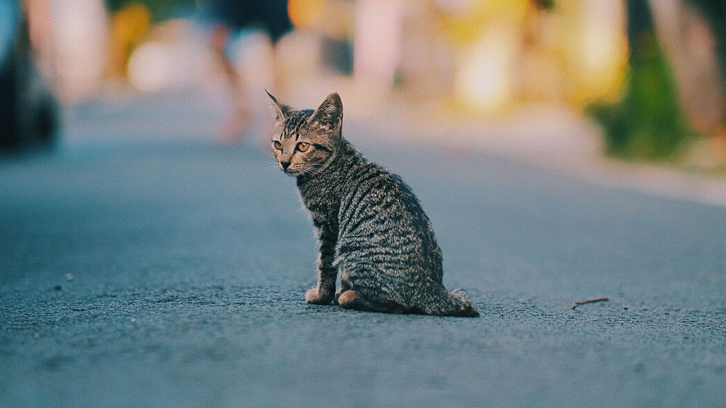 小猫条纹萌宠，超清4K壁纸，3840x2160高清动物图片下载