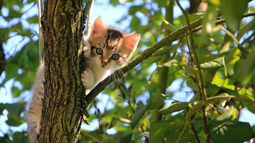 小猫与猫树，超萌有趣的4K高清壁纸（3840x2160），动物美图一键下载！