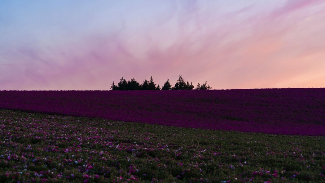 田野鲜花盛放，山丘树木如画，精选4K高清风景壁纸（3840x2160）下载