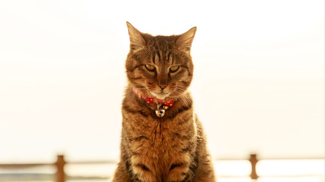 猫项圈铃铛高清壁纸，一瞥萌宠生活，4K超高清3840x2160背景图片下载