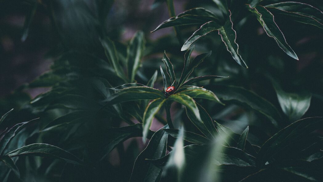瓢虫昆虫，精美树叶植物4K壁纸，3840x2160高清背景图片下载