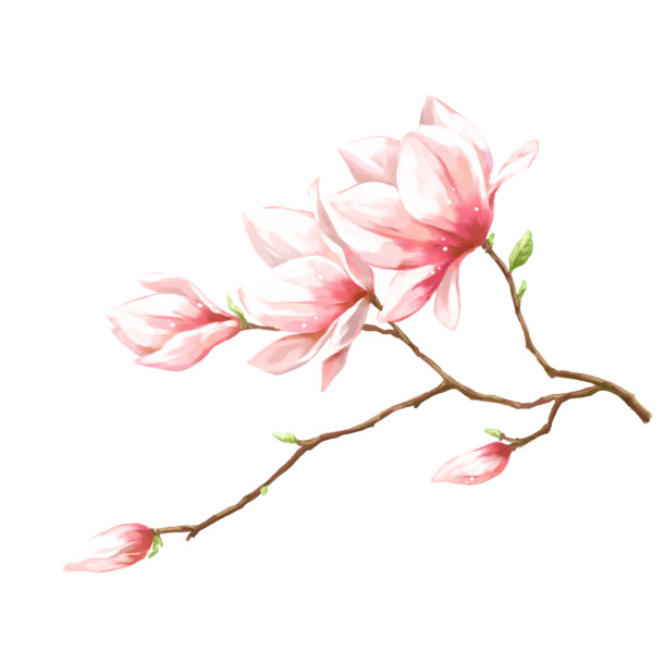 梅花工笔PNG透明素材，高清装饰元素，植物设计一键下载