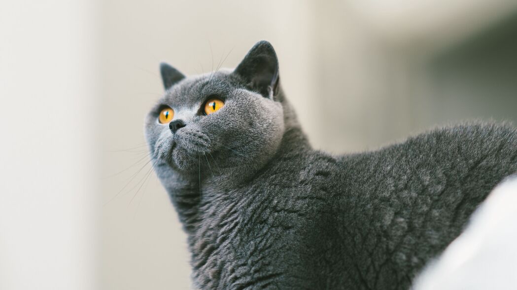 英国灰猫好奇神态，细腻毛皮4K高清壁纸，3840x2160超清下载
