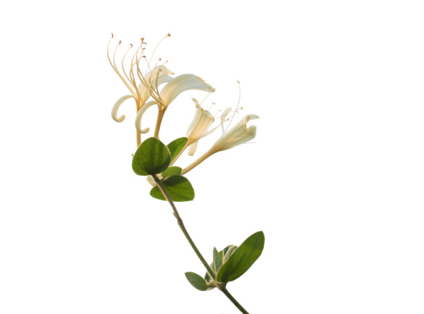 金银花花枝花朵PNG素材，高清透明图片，装饰元素与设计必备