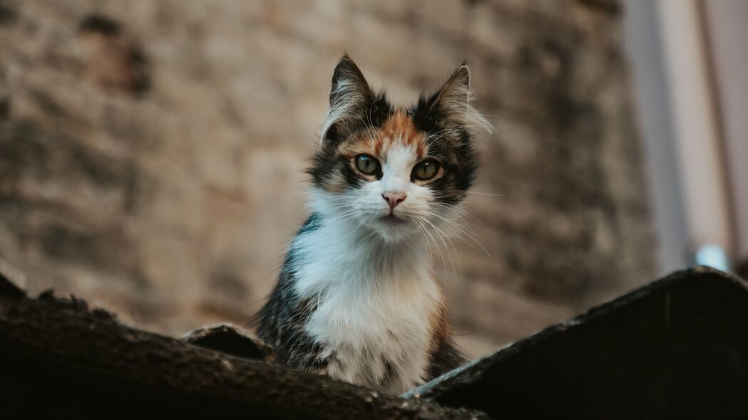 小猫一瞥，精选宠物动物4K壁纸，3840x2160高清背景图片下载