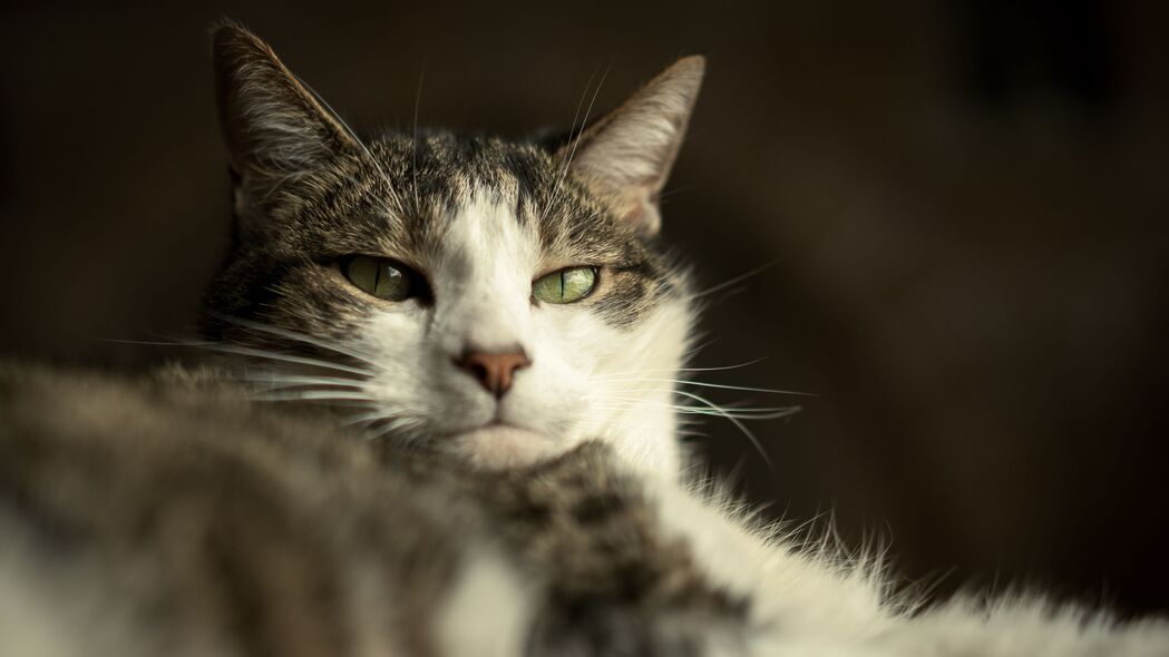 猫与枪口，探索羊毛世界的趣味瞬间，精选4K高清壁纸（3840x2160）免费下载