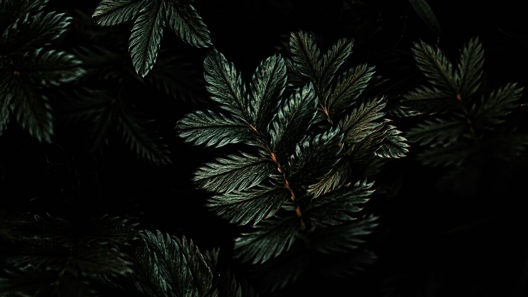 树叶树枝深色绿色植物，高清4K壁纸下载（3840x2160分辨率）