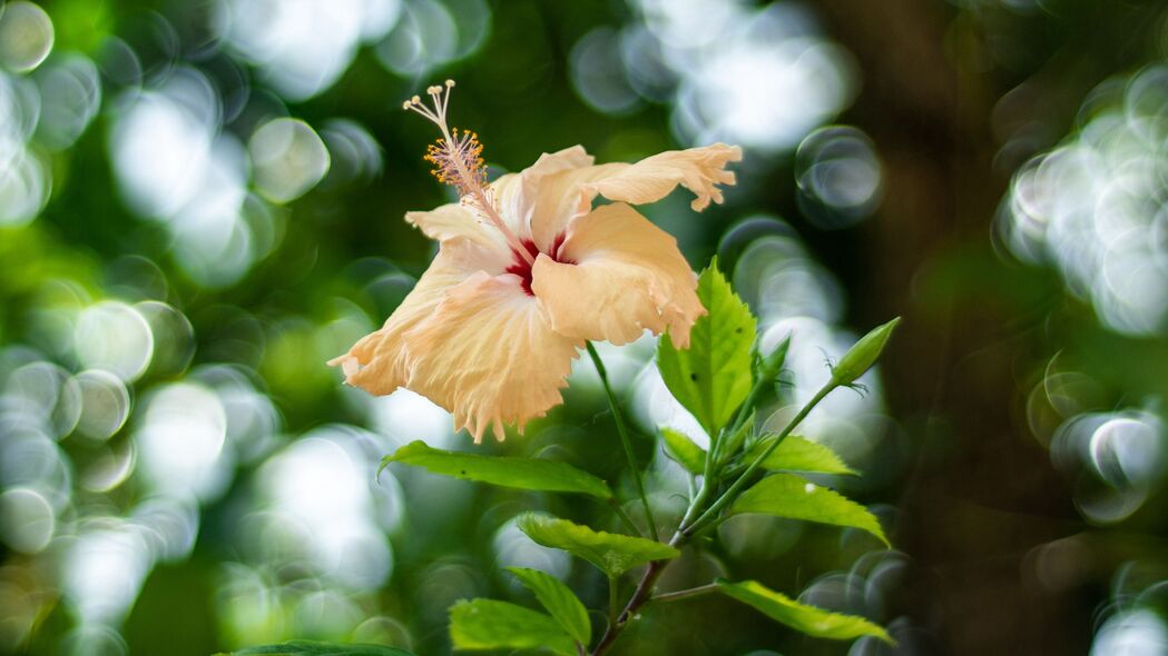 木槿花开，唯美模糊散焦4K壁纸，3840x2160高清背景图片下载