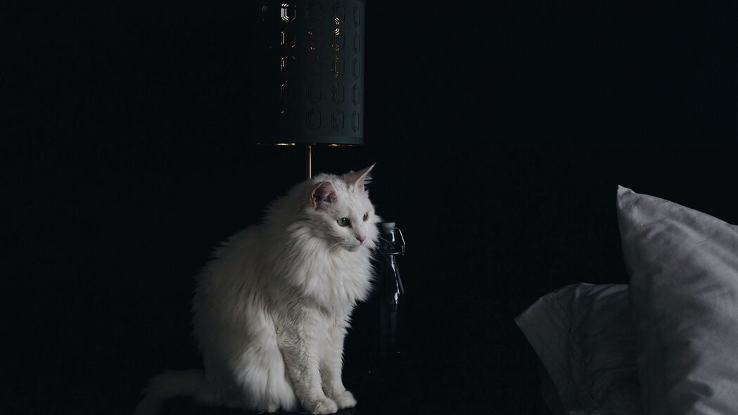 猫之灯光，白色蓬松4K超高清壁纸，3840x2160动物图片下载