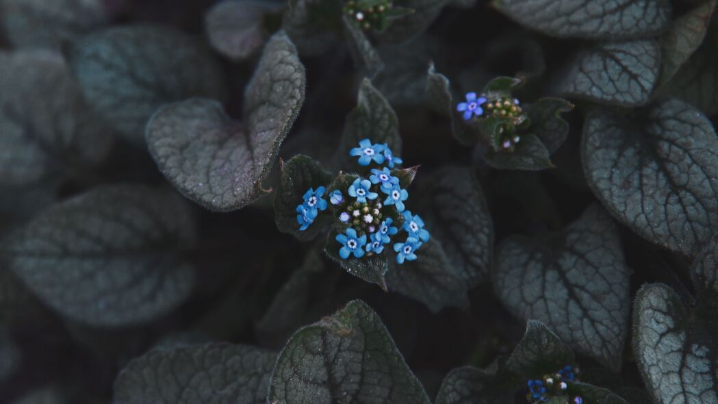 蓝色花序叶子植物开花美景，4K超高清壁纸3840x2160免费下载