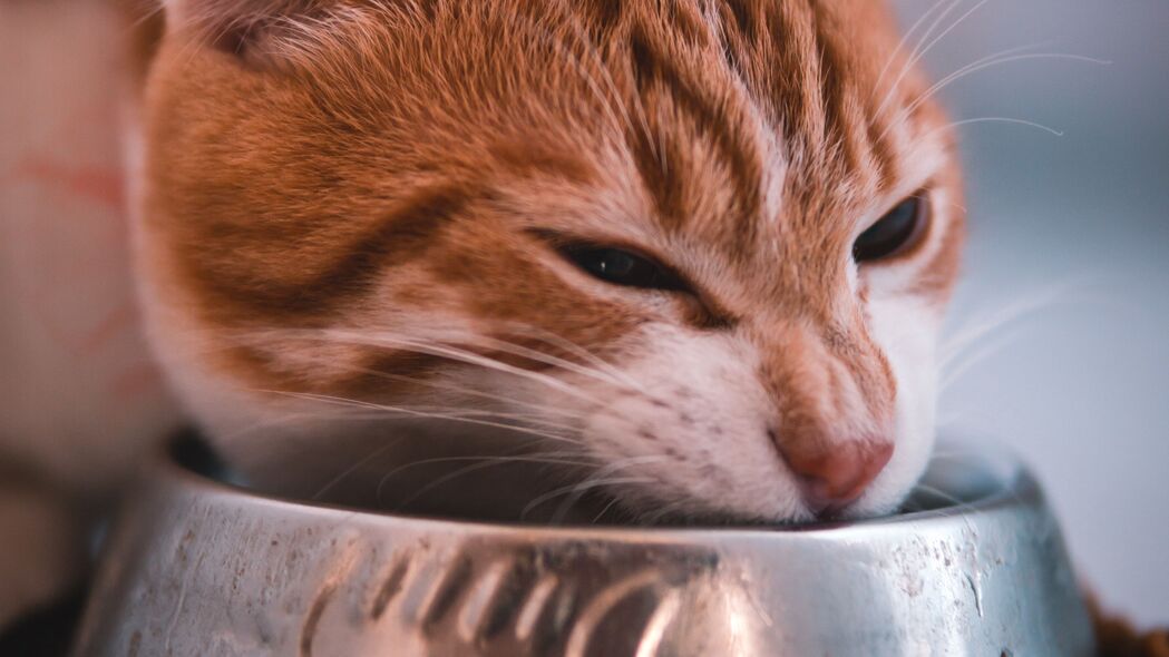 猫碗美食枪口红4K超清壁纸，3840x2160动物高清图片下载