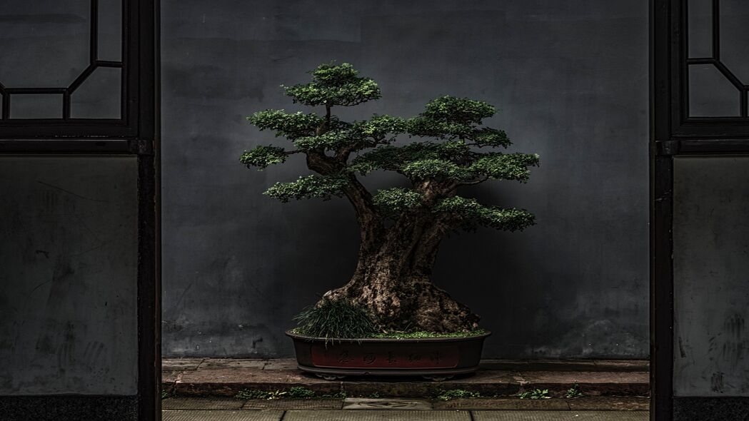盆景之美，精选植物装饰门4K壁纸，高清3840x2160背景图片免费下载