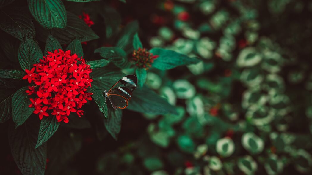 花蝴蝶花序之美，惊艳红色植物4K壁纸，3840x2160高清下载