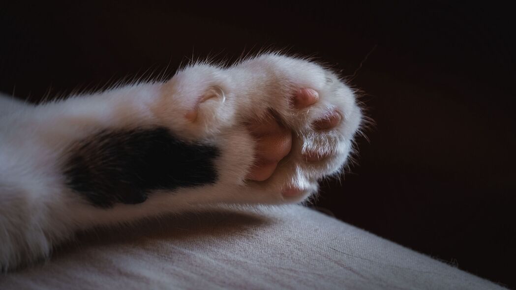 猫爪羊毛精选，超清4K壁纸，3840x2160动物高清美图下载