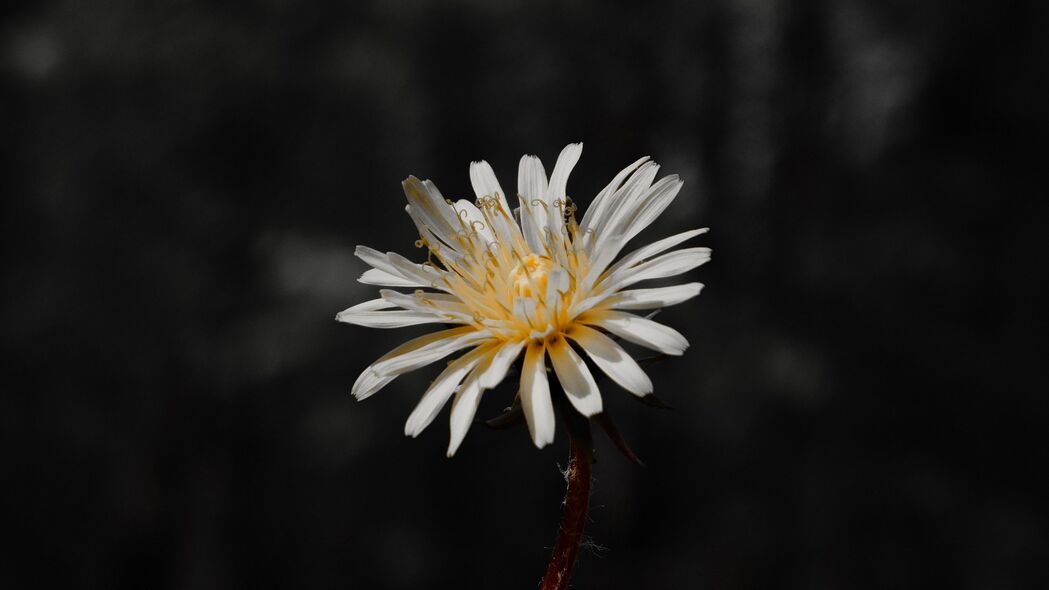 花之绽放，纯白特写，4K高清壁纸，3840x2160精美背景图下载
