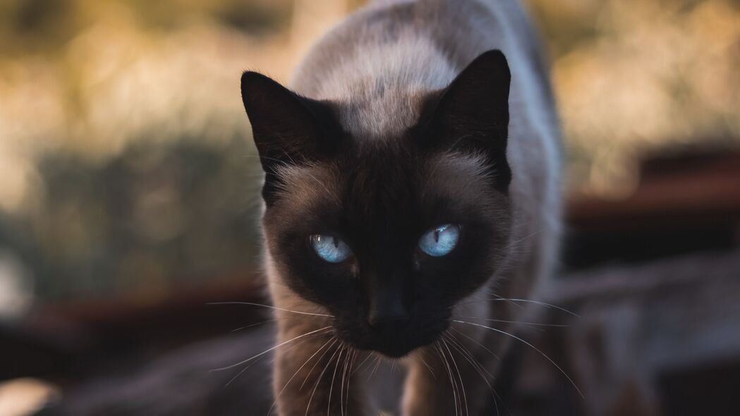 猫之魅，暹罗风采一瞥，高清4K宠物动物壁纸（3840x2160）免费下载