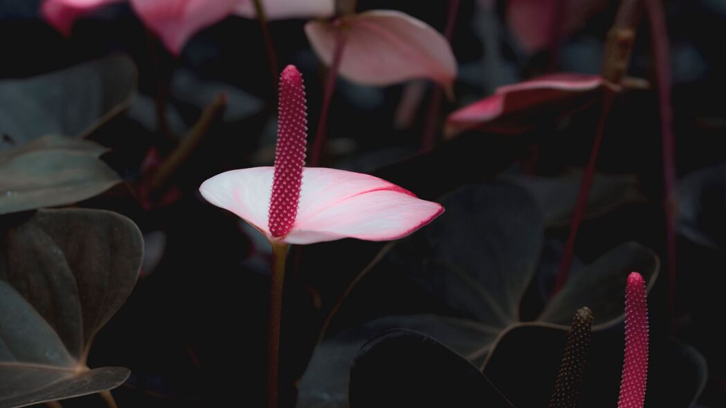 花托粉红花卉盛开，4K高清壁纸，3840x2160精美背景图片下载