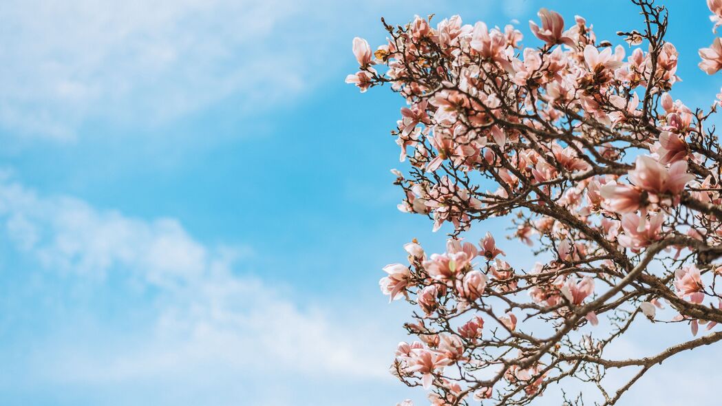 樱花绽放，树枝繁花似锦，高清4K壁纸（3840x2160）免费下载
