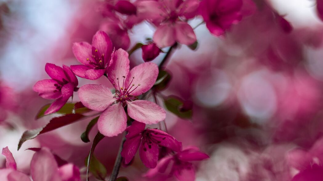 樱花绽放粉红画卷，树枝细节尽显，高清4K壁纸3840x2160免费下载
