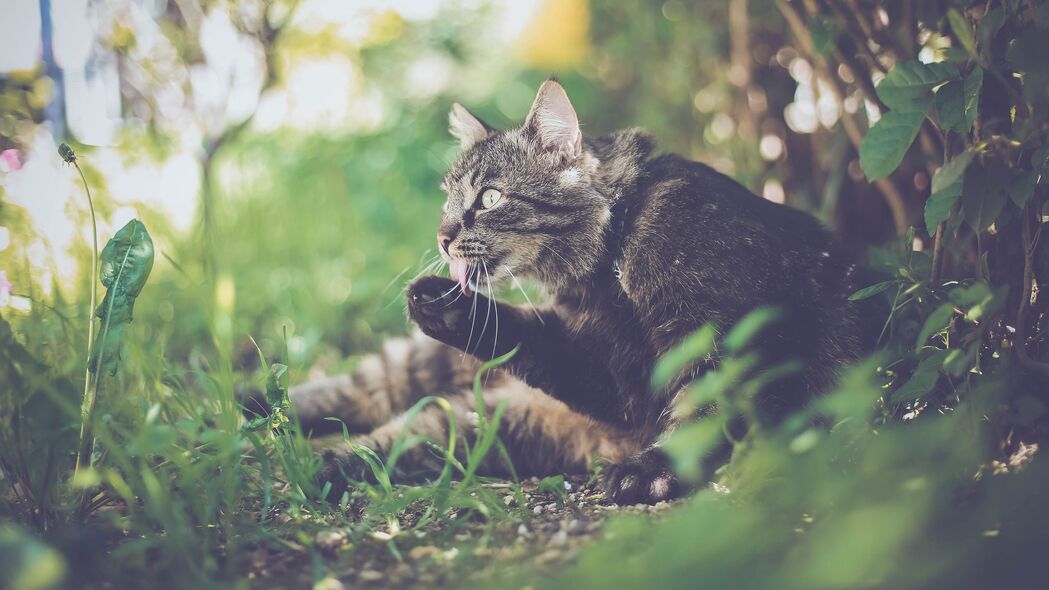 4K高清壁纸，猫爪子与突出舌头，趣味横生，3840x2160分辨率下载