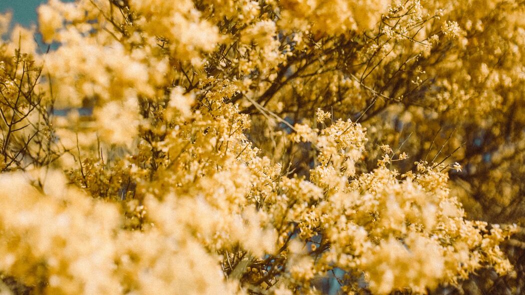 4K高清壁纸，模糊黄色花朵与树枝，3840x2160精美背景图片下载