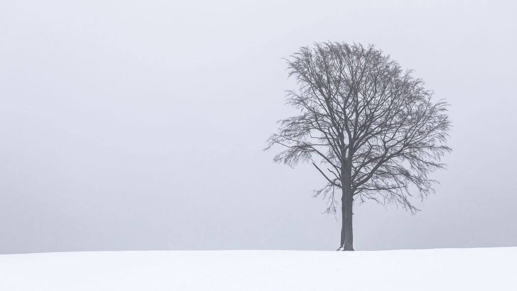 孤独树影，雾雪交织中的绝美风景，4K高清壁纸（3840x2160）免费下载