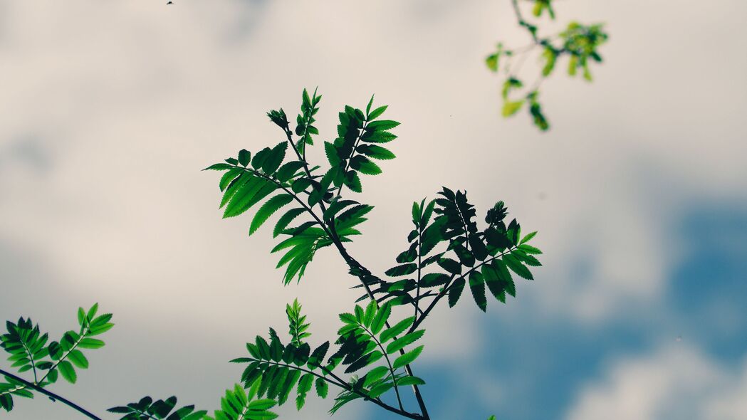 树枝绿叶映天空，高清4K植物风景壁纸3840x2160下载