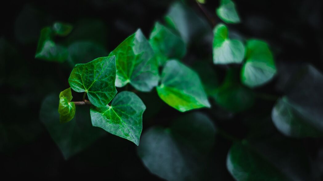 叶子茎植物绿色宏观美景，4K超高清3840x2160壁纸，尽享自然之美！