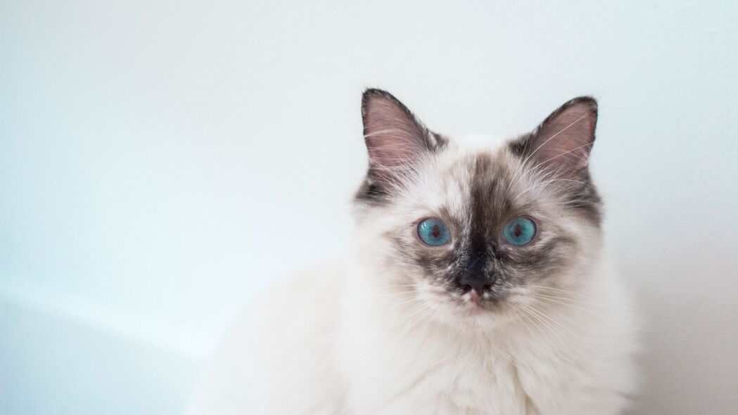 小猫蓝眼萌宠，精选4K超高清壁纸，3840x2160分辨率下载