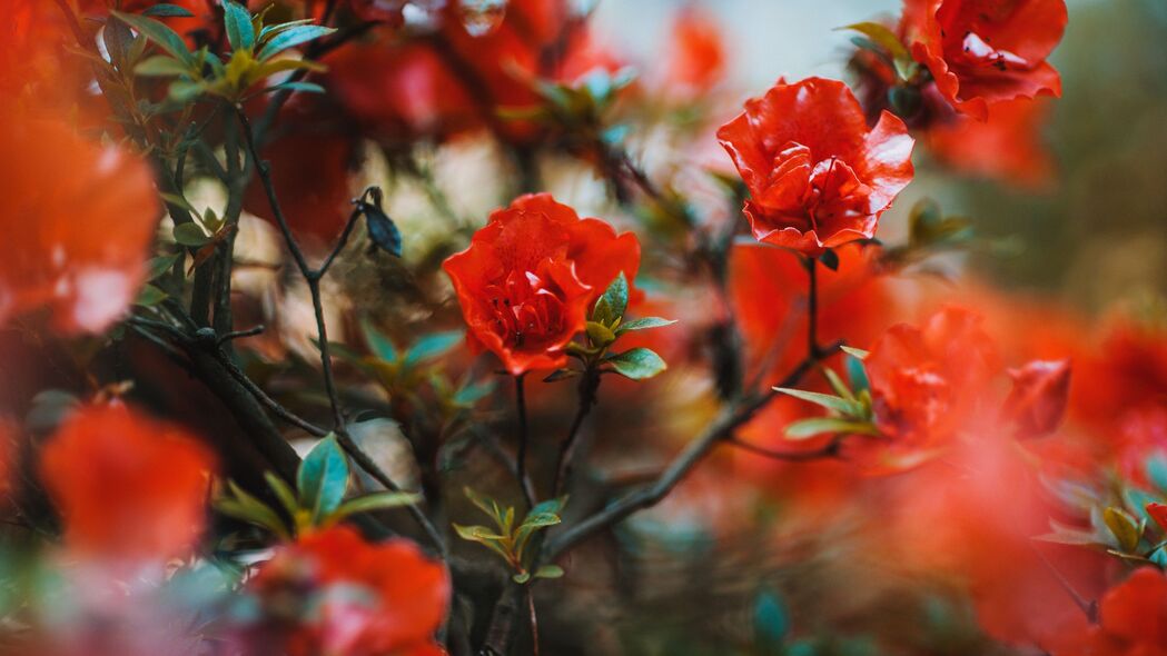 花朵绽放之美，红色盛放，树枝蜿蜒，高清4K壁纸下载（3840x2160)