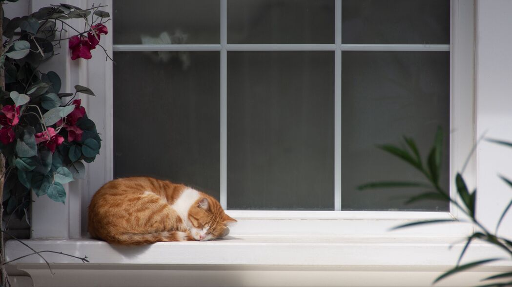 猫眠窗台，花间小憩，绝美4K高清壁纸（3840x2160）免费下载