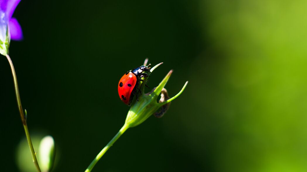 瓢虫昆虫特写，惊艳红色4K壁纸，3840x2160高清背景图片下载