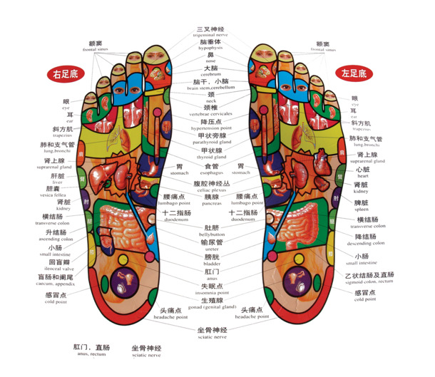 双脚足底穴位图，高清PNG透明图片，中国风装饰元素，设计素材下载
