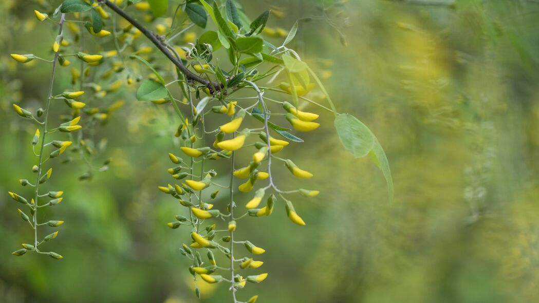 阿拉伯胶黄色芽树枝开花美景，4K超高清壁纸，3840x2160分辨率，免费下载