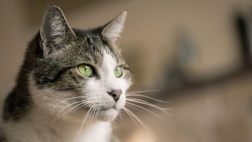 猫枪口一瞥，精选4K高清宠物动物壁纸，3840x2160超清下载