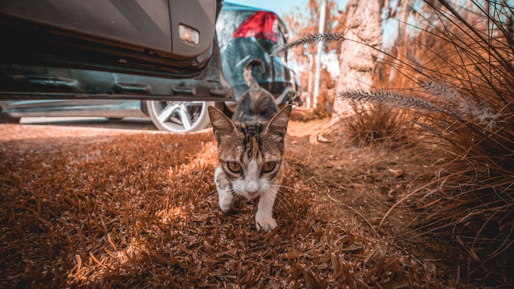 猫步轻盈，草间一瞥，绝美4K壁纸，3840x2160高清下载