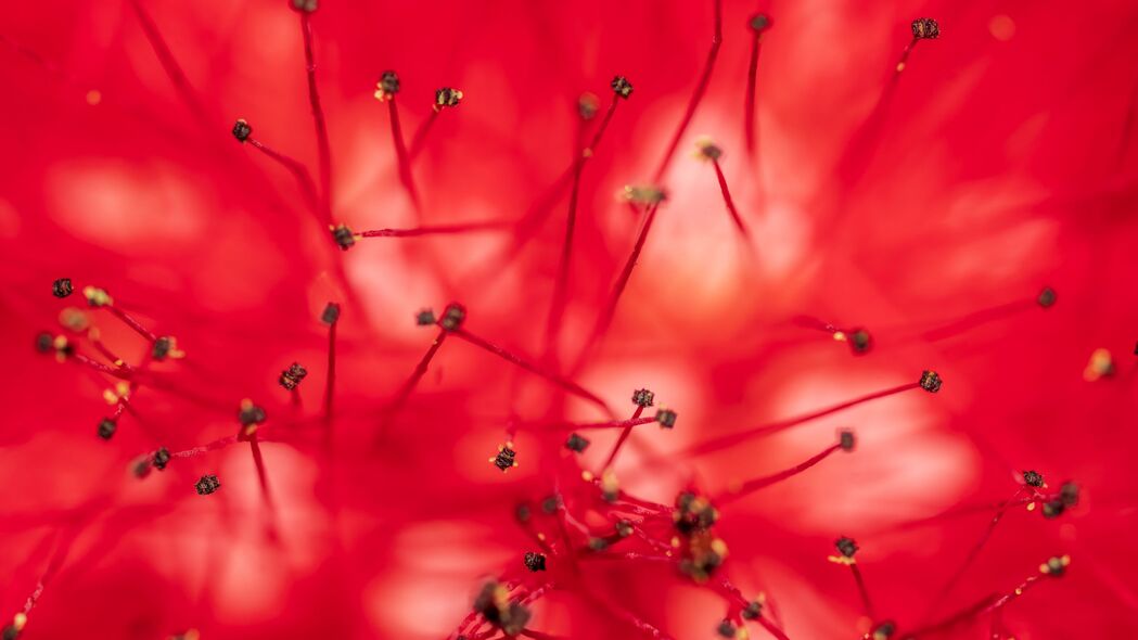花雄蕊花药特写，惊艳红色4K壁纸，超清3840x2160背景图片下载