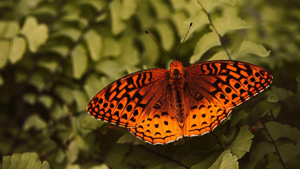 Boloria Euhrosyne蝴蝶特写，高清4K昆虫壁纸，宏观美景，3840x2160分辨率，精美背景图片下载