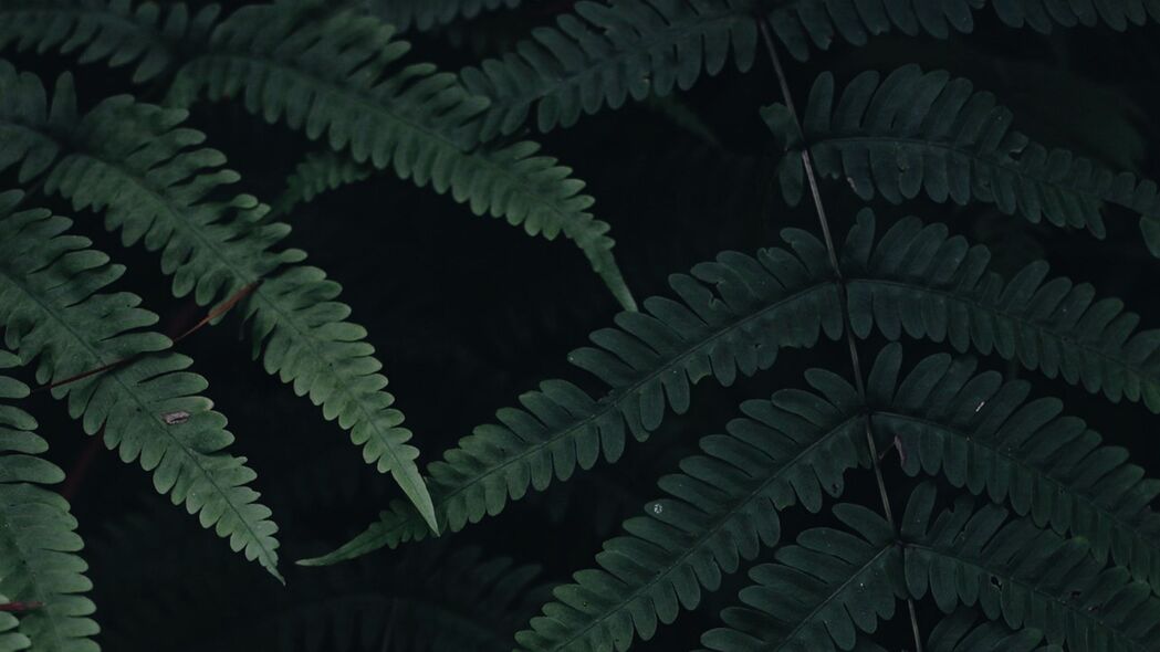 蕨类植物叶子高清壁纸，深绿色调，4K超高清3840x2160背景图片下载
