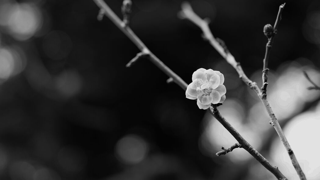 高清4K樱花树枝黑白模糊壁纸 - 3840x2160极致画质，下载尽享艺术美感