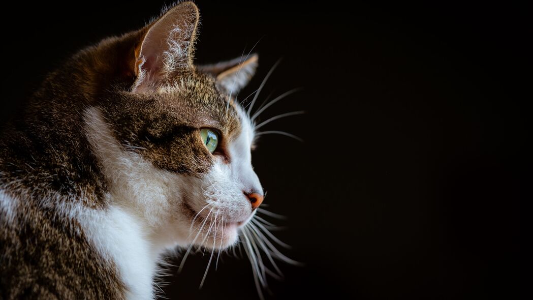 猫之枪口一瞥，绝美动物宠物4K壁纸，高清3840x2160背景图片下载