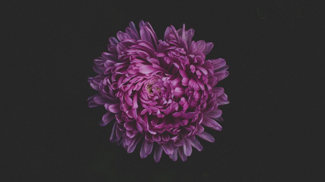 紫苑花海，深紫魅影，4K超清壁纸，3840x2160高清下载
